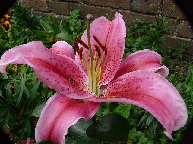 Our Humongus Lily