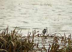 Pied Wagtail