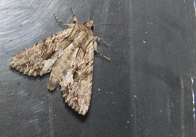 Pale-shouldered Brocade