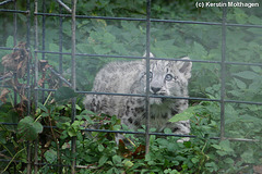 Schneeleopardenbaby Lola (Wilhelma)