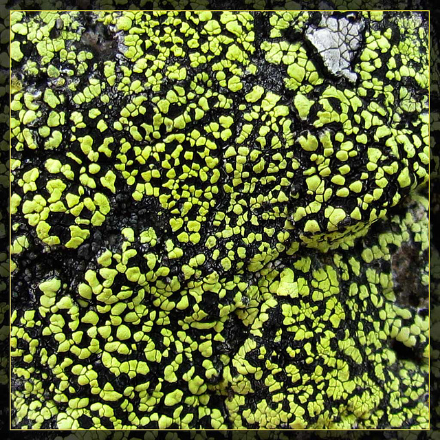 Green and Black Lichen