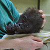 Gorillababy Mary 2 (Wilhelma)