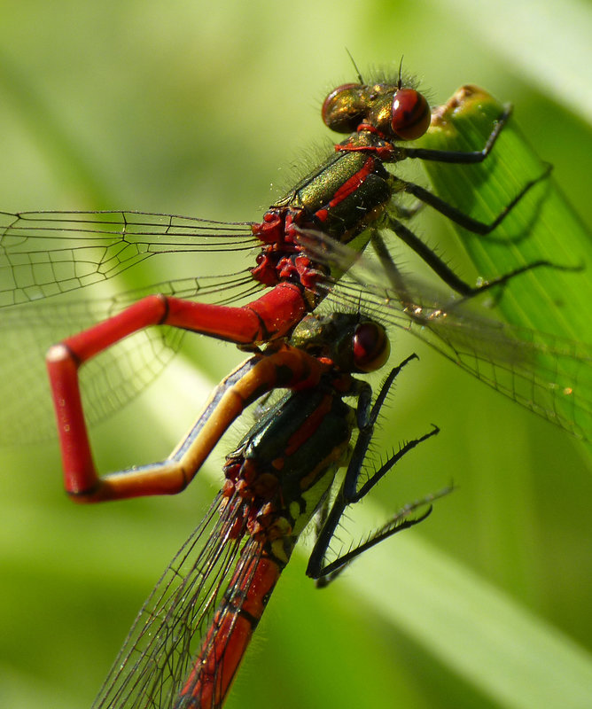 Large Red Damselfly Pair