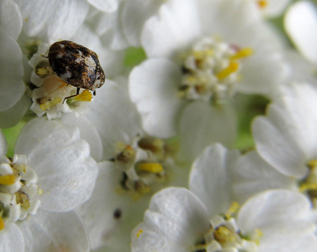 Carpet Beetle on Yarrow