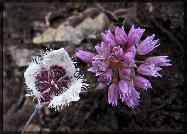 Tiny Mariposa Lily with Wild Onion