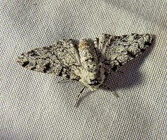 Peppered Moth