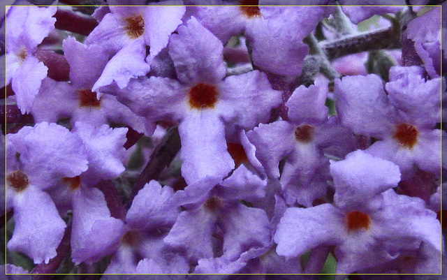 Lilac: Up Close and Personal