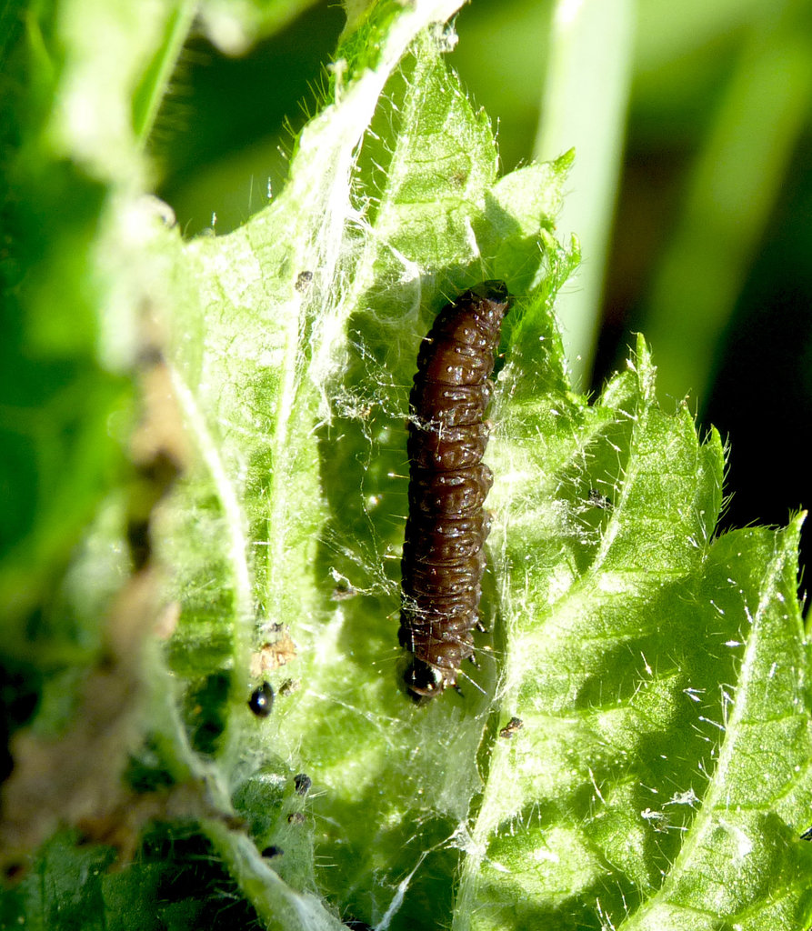 Bramble Shoot Moth