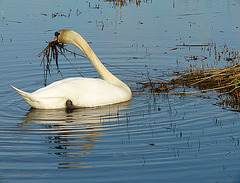 Ready to Nest