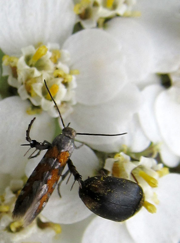 twobugsonwhiteflower