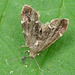 Neetle Tap Moth