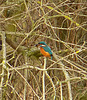 Kingfisher with Fish