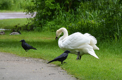 Der genervte Schwan