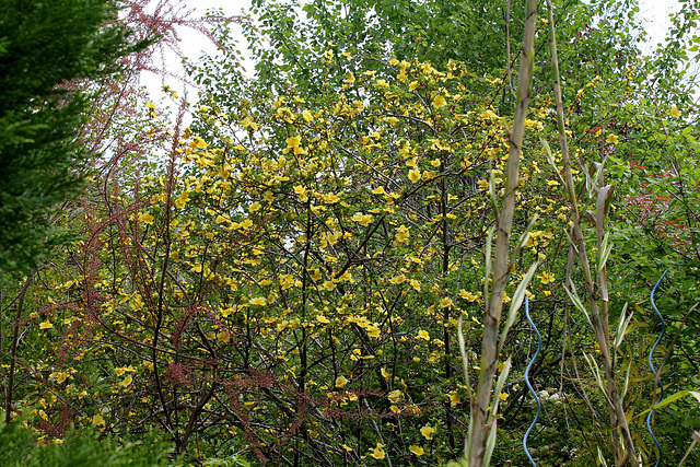 Rosa xanthina 'Canary Bird '