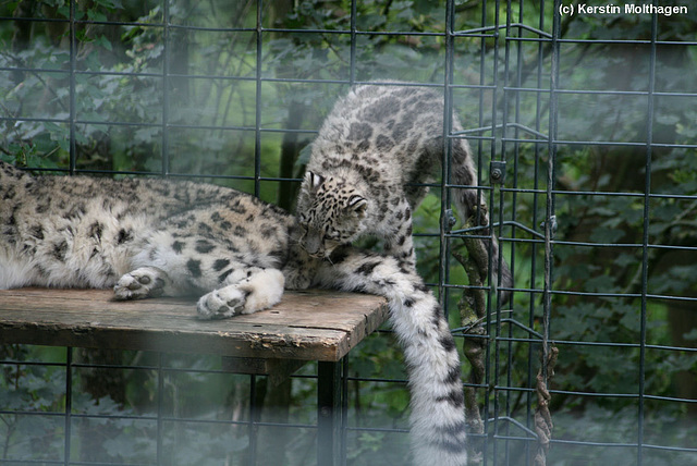 Schneeleopardenbaby Lola (Wilhelma)