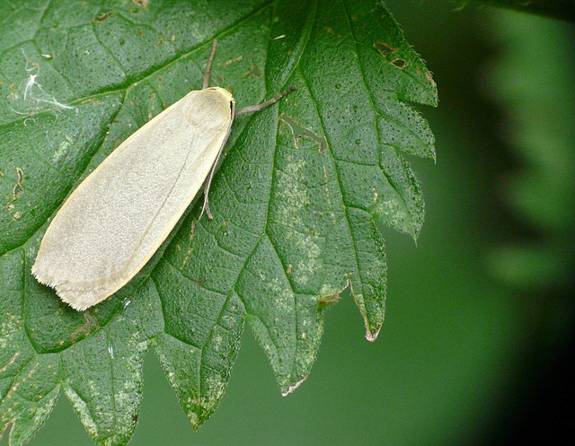 Buff Footman Moth