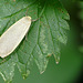 Buff Footman Moth