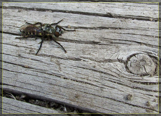 Robberfly on Log