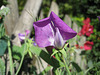 Edelwicke - "Duftende Platterbse" [Lathyrus odoratus]