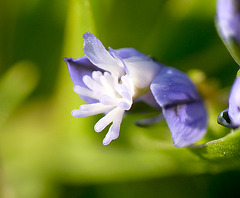 Chalk Milkwort Flower