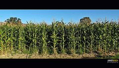 Corn Field