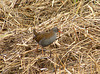 Water Rail