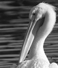 Pelican (aka) a Snowbird  ..