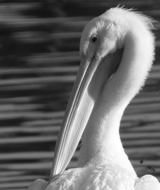 Pelican (aka) a Snowbird  ..