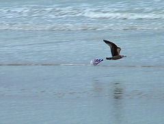 Tesco Carrier Bag On Young Gull