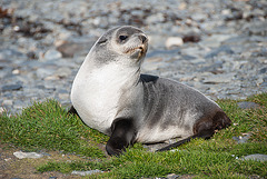 Fur Seal South Georgia