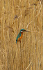 Kingfisher Watching