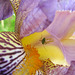 Green Bug Inside Bearded Iris