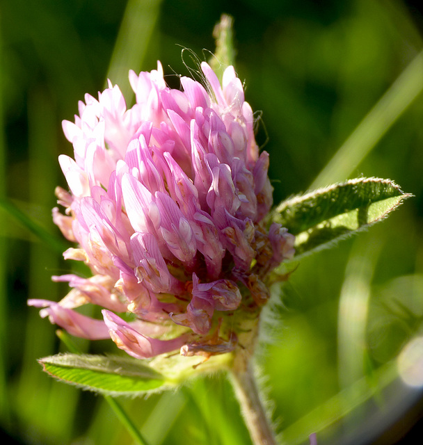 Red Clover