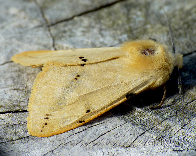 Buff Ermine