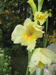 Gladiole [Gladiolus]