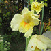 Gladiole [Gladiolus]