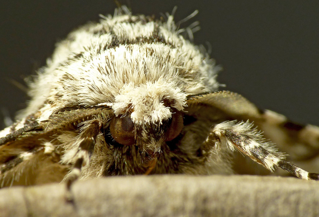 Peppered Moth Face