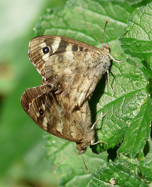 Speckled Wood Butterfly Pair