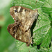 Speckled Wood Butterfly Pair