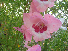 Gladiole [Gladiolus]