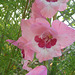 Gladiole [Gladiolus]