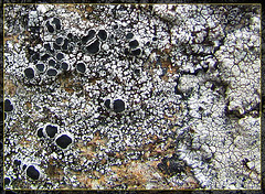 Black and White Lichen