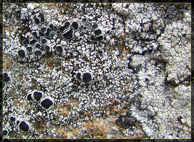 Black and White Lichen
