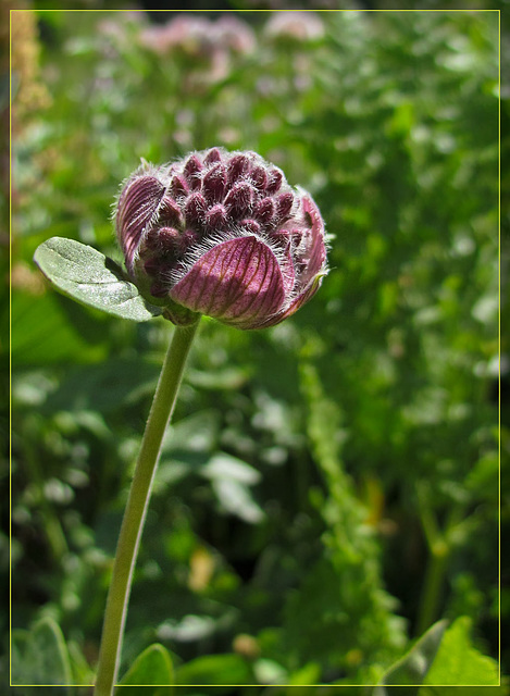 Raspberry-Colored Flower