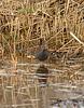 Water Rail