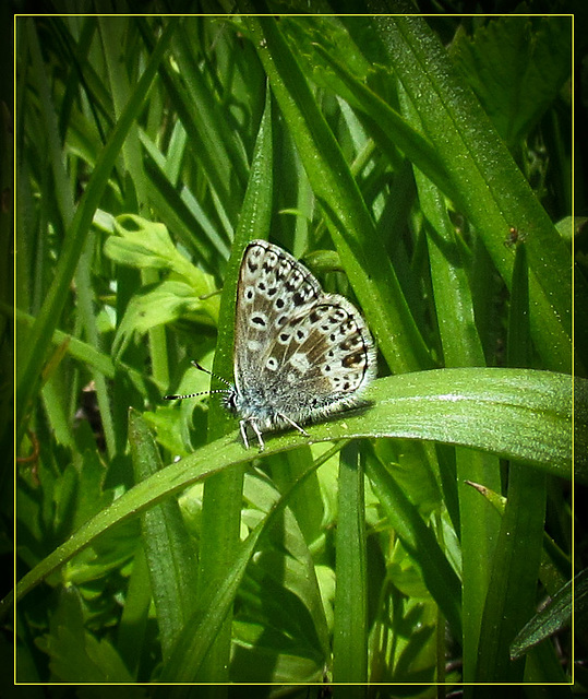 Pretty Little Butterfly