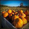 Crate o' Pumpkins