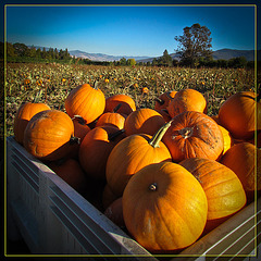 Crate o' Pumpkins