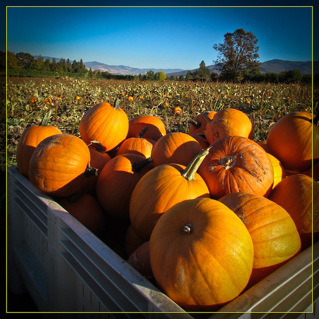 Crate o' Pumpkins