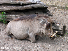 Warzenschwein (Wilhelma)